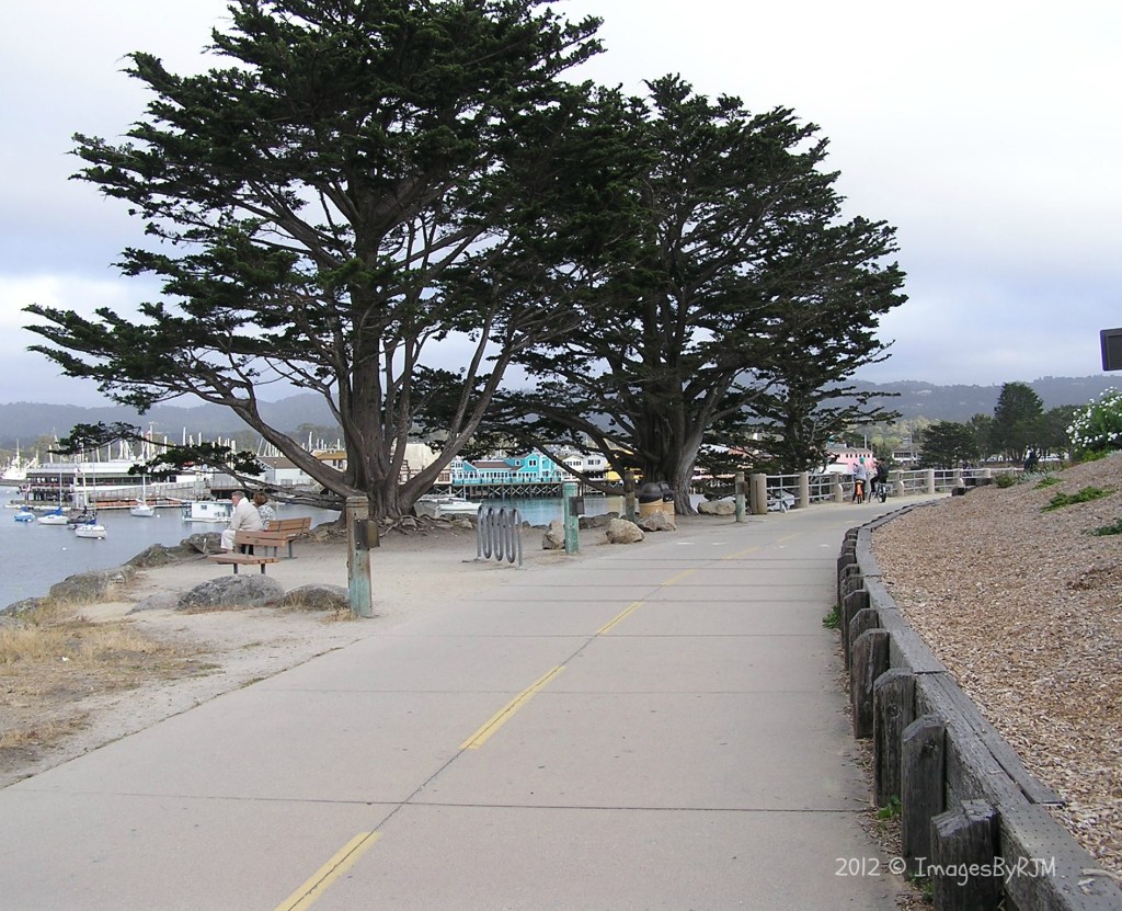 Monterey cypress trees along Monterey Bay Coastal Trail, with Fisherman's Wharf in the background.