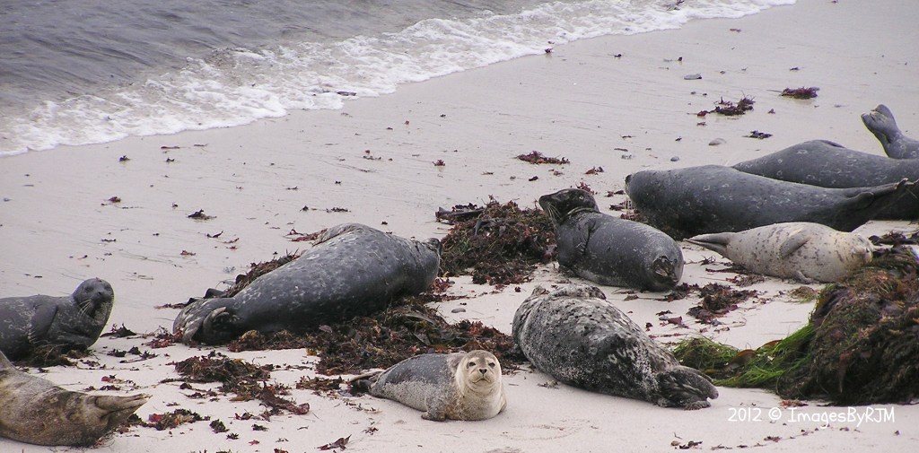Harbor seals lying on beach near Monterey Bay Coastal Trail.