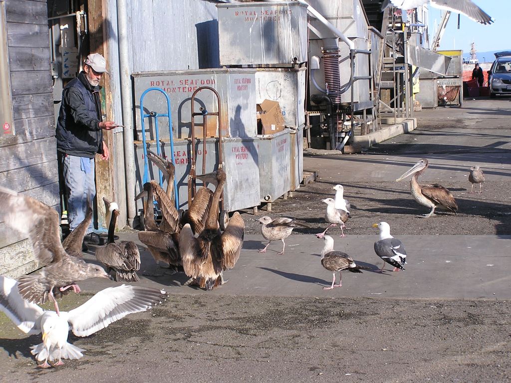 Man feeding pelicans and seagulls outside door of Monterey Fish building on commercial fishing wharf in Monterey Bay.