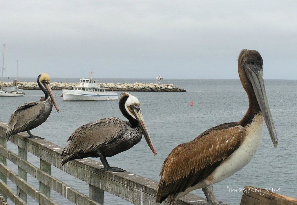 Three pelicans standing on wooden railing, with fishing boat and rock pier in background. Monterey Bay, California.